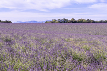 Fototapeta na wymiar Lavender field summer sunset landscape near Valensole.Provence,France