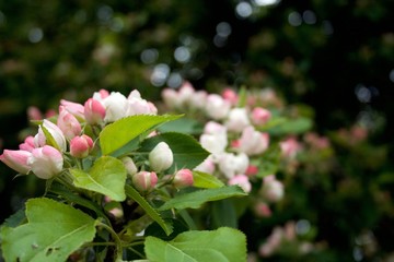 Obraz premium White and pink flower buds on a tree, green leaves
