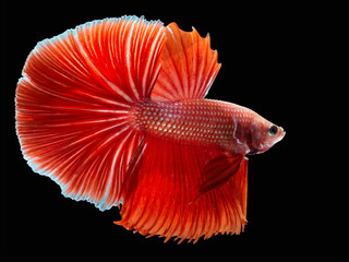 Colorful Siamese fighting fish on a black background.