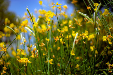 yellow flowers on green background of blue sky