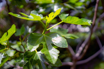 green leaves of a fig tree in spring