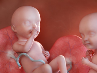 3d rendered medically accurate illustration of twin fetuses - week 33