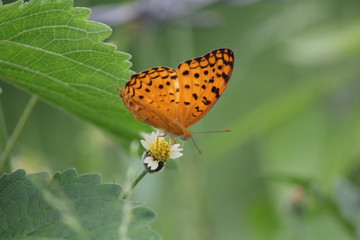 Butterfly on a flower with green background