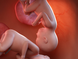 3d rendered medically accurate illustration of twin fetuses - week 37