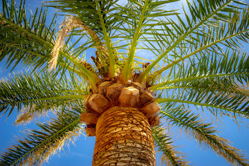 palm tree on background of blue sky