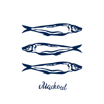 Hand Drawn blue color illustration group of Atlantic mackerel fish and lettering on white   background. Design for print, wallpaper, card, menu, market