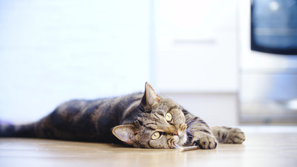 Cat lying on the ground playing with a wooden stick