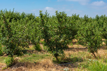 Fototapeta na wymiar Young apple trees in plantation