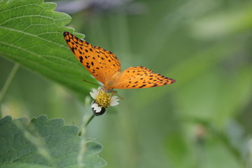 Fototapeta premium Butterfly on a flower with green background