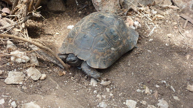 turtle on the road