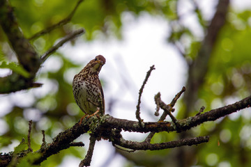 Bird Turdus philomelos bird in wild nature