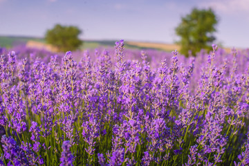 Naklejka premium Lavender bushes closeup on sunset. Sunset gleam over purple flowers of lavender. Provence region of Moldavia,2019