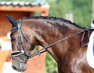 Portrait of a sport horse during dressage competition under saddle