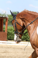 Portrait of a sport horse during dressage competition under saddle