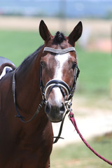 Fototapeta premium Unknown contestant rides at dressage horse event on riding ground indoors