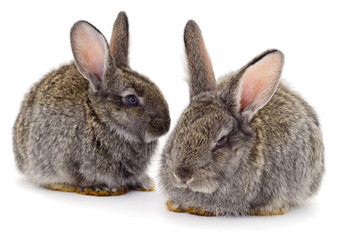 Gray rabbits isolated.