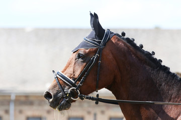 Obraz premium Unknown contestant rides at dressage horse event on riding ground indoors