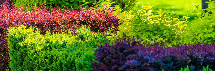 Colorful hedges in the city park