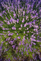Lavender bushes closeup on sunset. Sunset gleam over purple flowers of lavender. Provence region of Moldavia,2019