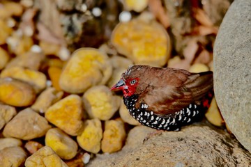 Painted finch