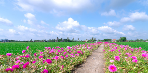 Portulaca grandiflora flowers bloom along the trail leading to the farmer's house with two beautiful and peaceful young rice fields