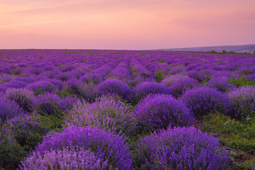Fototapeta na wymiar Beautiful Lavender field, sunset and lines. Moldova, 2019