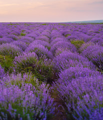 Fototapeta na wymiar Beautiful Lavender field, sunset and lines. Moldova, 2019