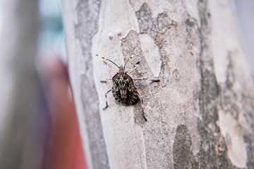 Fototapeta premium Stink bug on tree