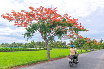 Farmers drive a motorbike through royal Poinciana trees, blooming trees, sunny morning in beautiful...