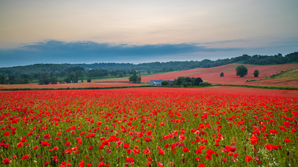 Beautiful Poppy Field at Brewdley, West Midlands at Dawn
