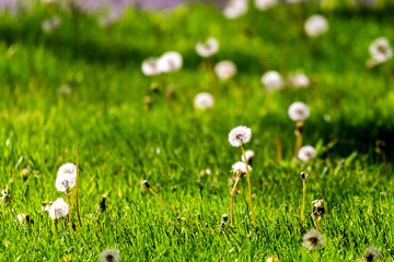 White dandelion on the meadow