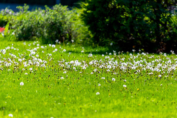 White dandelion on the meadow