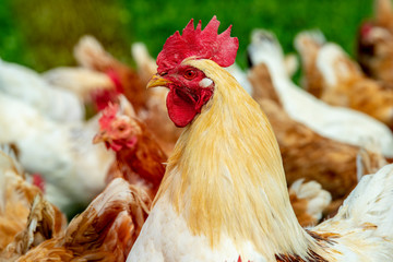 Freilaufende Hühner im Gehege