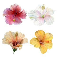 Beautiful hibiscus flowers on white background. Watercolor set of blooming tropical floral for wedding invitations and greeting card design