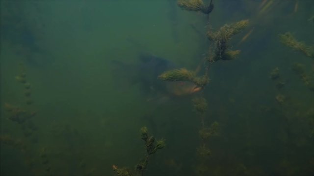 Tench (Tinca tinca) ans Bream fishes swim in the murky freshwater lake