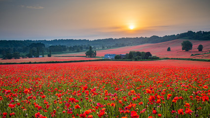 Fototapeta na wymiar Beautiful Poppy Field at Brewdley, West Midlands at Dawn