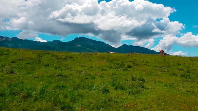 Mucche al pascolo in montagna