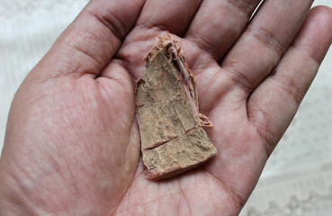 Obraz premium Arjuna tree bark lying on a male hand