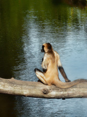 One monkey with beige and brown colors sitting on a branch against the lake luminosity reflection of the calm water. Animal vertical photography