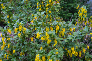 Medicinal plant barberry during flowering in spring. Horizontal photo format.