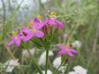 Fototapeta premium wildblumen in griechenland