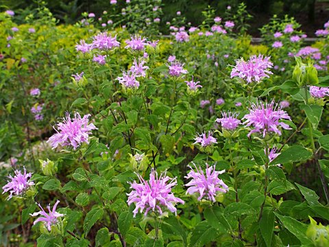 1 Best ベルガモット Images Stock Photos Vectors Adobe Stock