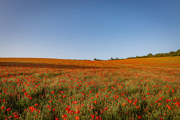 A poppy field on a sunny summers evening, with a clear blue sky overhead