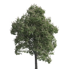 Tree 3d illustration isolated on the white background