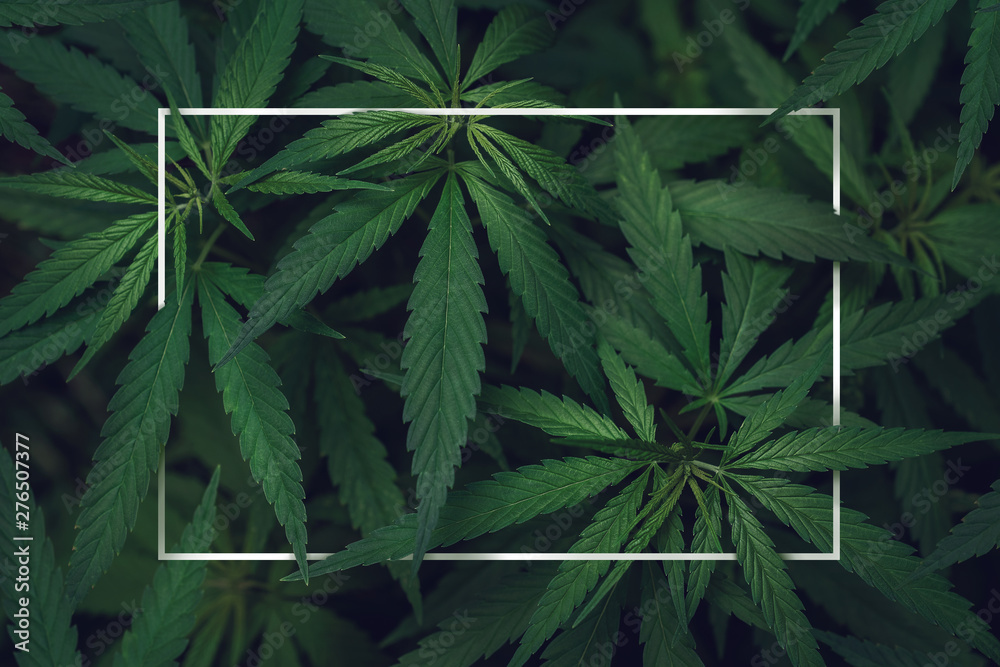 Wall mural abstract empty white frame in the leaves of marijuana with copy space