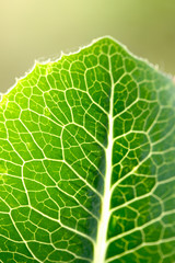 green leaf veins close up image