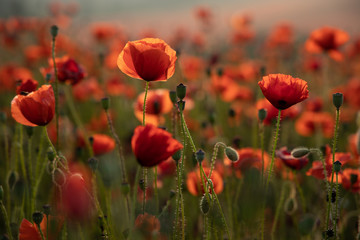 Close Up View of Poppy Flowers at Dawn