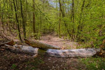 Old logs lying on a trail in forest