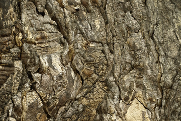 Close up of tree trunk in the forest, dark brown bark wood background with old and crack.