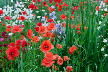 Red Poppy Flowers